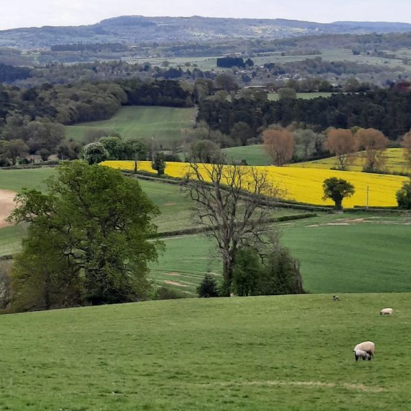 Enville Sheepwalks 